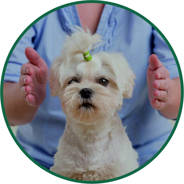 Animal Reiki